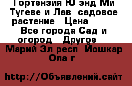 Гортензия Ю энд Ми Тугеве и Лав, садовое растение › Цена ­ 550 - Все города Сад и огород » Другое   . Марий Эл респ.,Йошкар-Ола г.